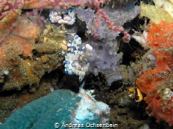 Harlekin shrimp, Lembeh strait by Andreas Ochsenbein 